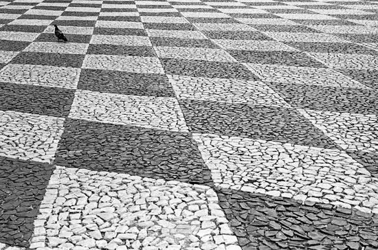 Pigeon on square, Tomar (Portugal)