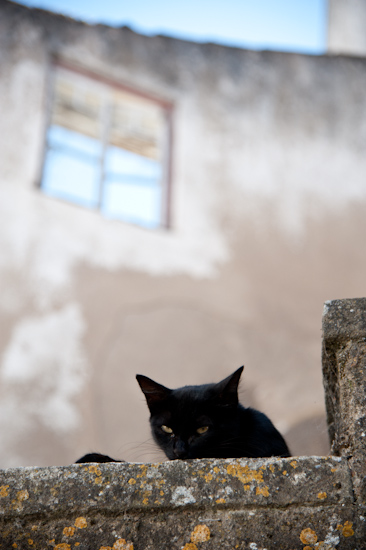 Peeking cat, Marvao (Portugal)