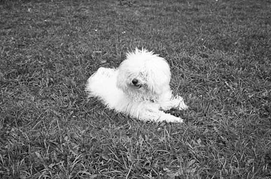 Bichon Bolognese @ Virginia Water (UK)