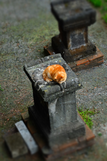 Roman cat