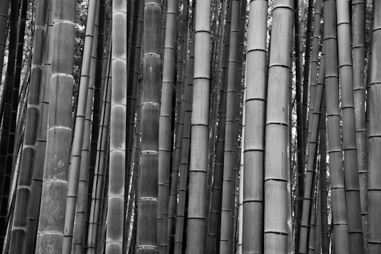 Sagano Bamboo Forest @ Arashiyama, Kyoto (Japan)