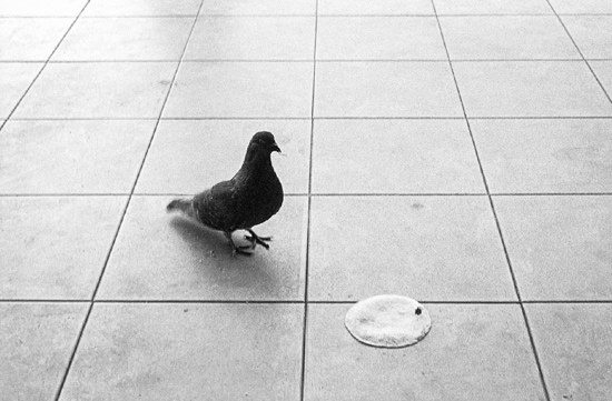 Pigeon tortilla dinner, Valladolid (Mexico)