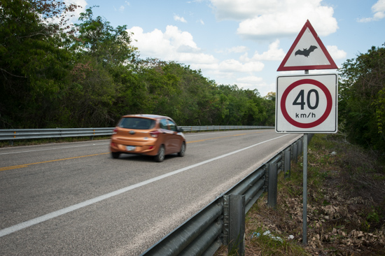 Bats crossing, Calakmul (Mexico)