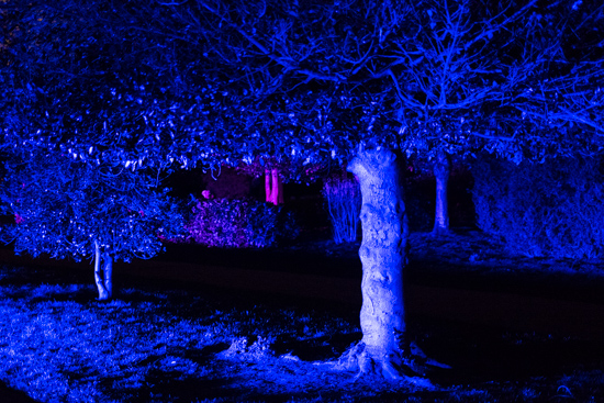 Ghostly Trees @ Victoria Park, London