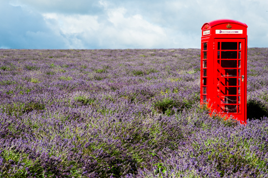 Mayfield Lavender, London