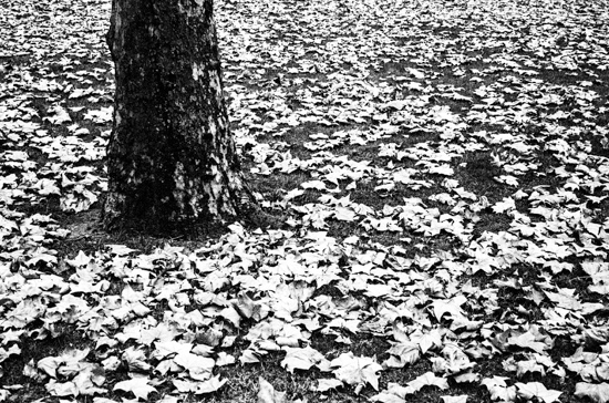 Fallen Leaves @ Berkeley Square, London 